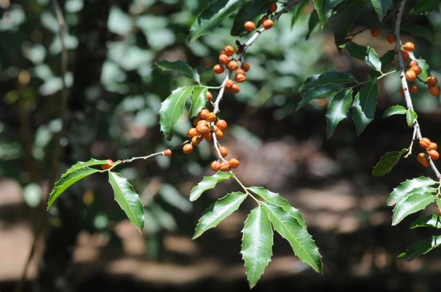 Maytenus ilicifolia