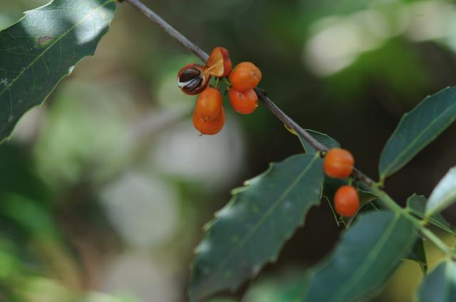 Maytenus ilicifolia