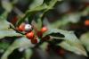 Maytenus ilicifolia