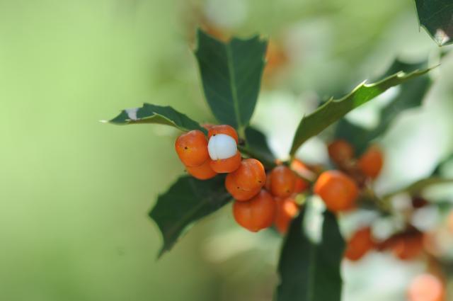maytenus ilicifolia