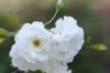flor do papai