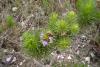 Lychnofora ericoides 